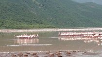 Lake Bogoria Flamingos Tour from Nairobi