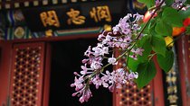 Private Beijing Tour to Fayuan Temple with Tea Tasting at Maliandao Tea Street