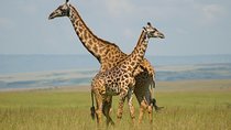 3 Days Masai Mara Group Joining