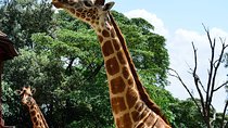 Giraffe Center Half-Day Trip from Nairobi