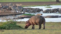 Lake Manyara National Park Guided Day Trip From Arusha