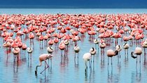 2-Day Tanzania Camping Safari: Lake Manyara & Ngorongoro Crater from Arusha