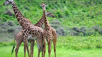  Arusha National Park Guided Day Tour From Arusha