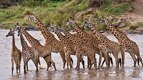 4-Days Best Wildlife Safari: Amboseli, Tsavo West & Tsavo East Private Safari