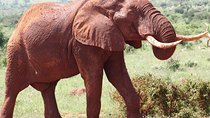 3 Day Tsavo East & Tsavo West Wildlife Safari From Mombasa