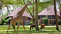4 Day Lake Naivasha & Masai Mara Luxury Safari