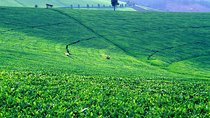 Nairobi Day Tour to Kiambethu Tea Farm & Lunch