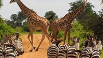 Nairobi National Park: Half Day Guided Tour From Nairobi