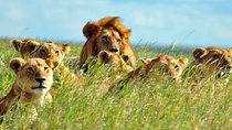 7-Day Breathtaking Kenya Big 5 Wildlife Safari