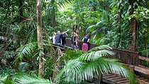 Daintree Rainforest and Mossman Gorge: Full Day Tour