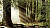 Muir Woods & Napa-8hr-Private Scenic Wine Tour From San Francisco