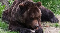 Brasov: Bear Sanctuary, Bran Castle & Rasnov Fortress GUIDED Tour