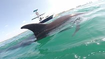 Wild Dolphin Encounter in Puerto Vallarta