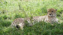 4-Day Budget Camping Safari: Masai Mara & Lake Nakuru