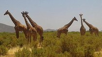 5-Day Masai Mara, Lake Nakuru & Naivasha Budget Camping Safari