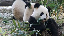 Giant Panda and Buddha 1 day tour
