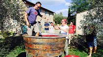Discover Organic and Biodynamic Chianti Small Wineries