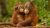 Day Trip Sepilok Orang-utan And City Tour (Flight Excluded)