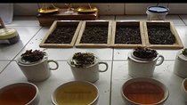 An Excursion into the World of the famous Darjeeling Tea