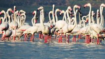 Bird Watching Tour at Bhandup, Mumbai with Brunch