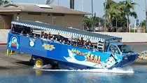 San Diego Shore Excursion: San Diego Seal Tour