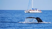 Wake Up With the Whales Cruise from Anaeho'omalu Bay