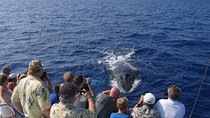 Late-Morning Whale Watch from Kawaihae