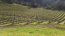 Private Group Wine Tour of Napa and Sonoma