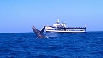 San Diego Whale Watching Cruise