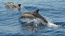 Safari & Boat Tour - Mountains & Dolphins