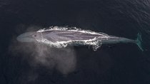 4 Hour Whale Watching Tour From Monterey