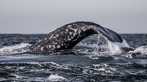 3-Hour Whale Watching Tour from Monterey