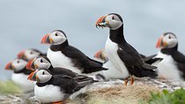 Reykjavik Shore Excursion: Puffin Sightseeing Cruise