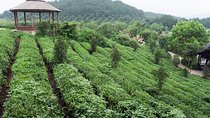 4-Day Hangzhou Private Tour: West Lake and Longjing Tea Plantation