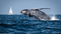 Humpback whales Watching + Samana Eco-Tour