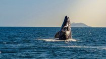 San Diego Half-Day Marine Wildlife Tour with Lunch