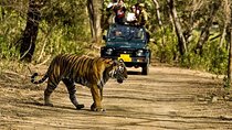 Private 5-Day Ranthambhore Tiger Tour from Delhi including the Taj Mahal, Agra and Jaipur