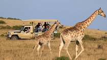 3 Day Garden Route's Best Highlights with Safari from Cape Town