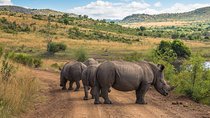 Sun City & Pilanesberg Game Reserve (Closed Vehicle)