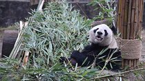 One Day Panda Keeper Volunteer in Dujiangyan