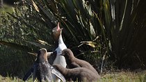 Iconic Wildlife Tour with Yellow Eyed Penguins & Royal Albatross