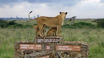Nairobi National Park, Elephant Orphanage, Giraffe Centre Tour
