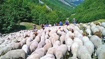 A day with the shepherd milking sheeps and making cheese in the National Park of Abruzzo