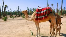 1.5-Hour Small-Group Camel Ride Excursion to Palm Grove from Marrakech