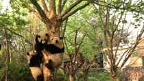 Chengdu Panda Tour with Flexible Afternoon Sightseeing