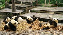Chengdu Panda Base Tour and More As Your Wish