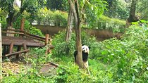 Chengdu Private Panda Trip with Afternoon Private Custom Tour