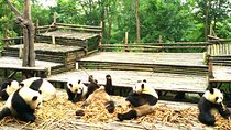 Private Half-Day Chengdu Panda Base Tour