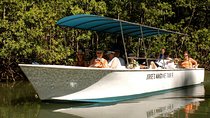 Damas Mangrove Boat Tour