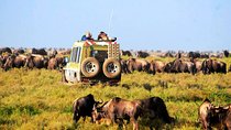 6-Day Tanzania Camping Safari: Lake Manyara, Serengeti, Ngorongoro Cater and Tarangire National Park from Arusha